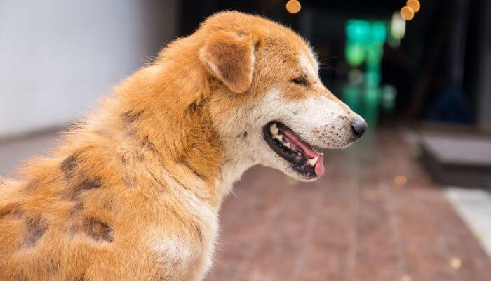 perro con parches de sarna sin pelo