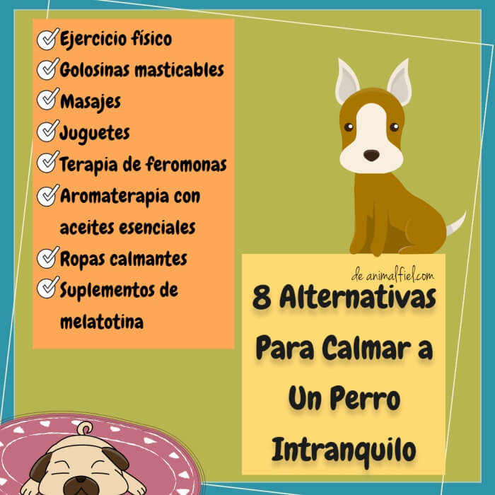 imagen-diseño técnicas tranquilizantes para perros