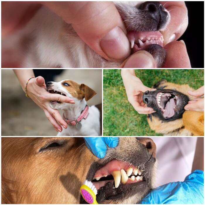 persona examinando los dientes de un perro