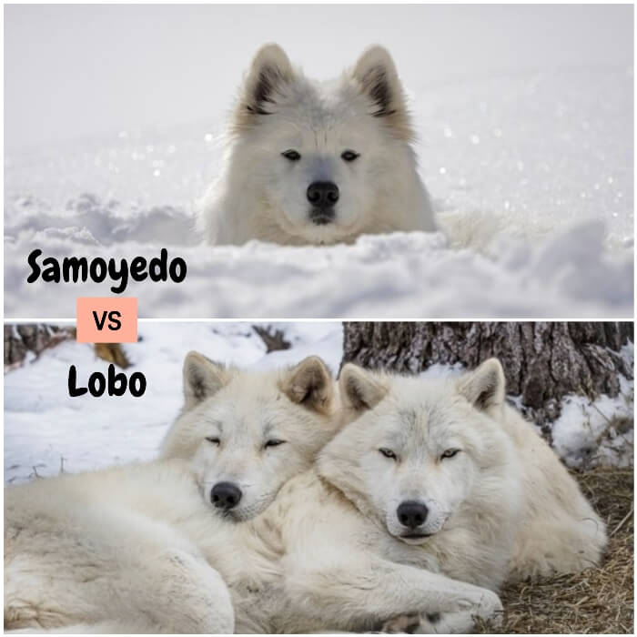 hermoso samoyedo asomando la cabeza entre la nieve