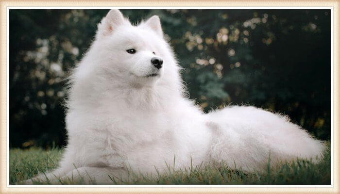 hermoso samoyedo de pelo blanco impoluto y ojos negros