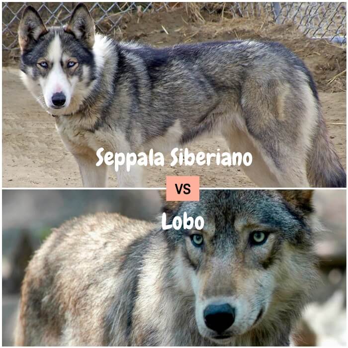 seppala siberiano de ojos azules mirando fijamente