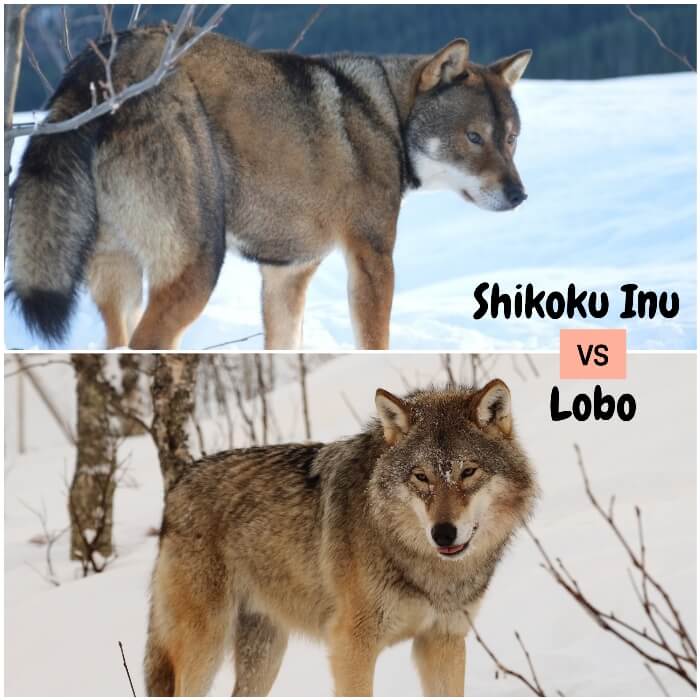 shikoku inu caminando sobre terreno helado