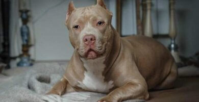 american bully leonado echado sobre una manta