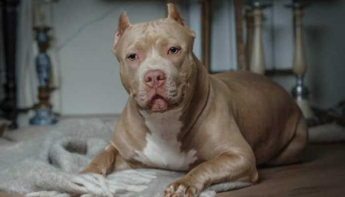 american bully leonado echado sobre una manta