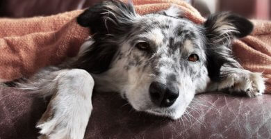 perro enfermo acostado bajo una cobija