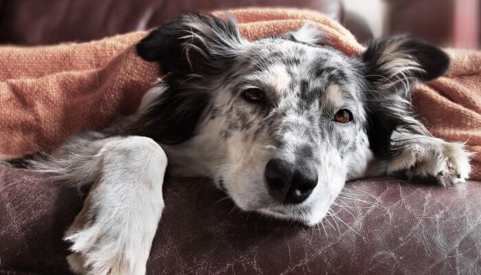 perro enfermo acostado bajo una cobija