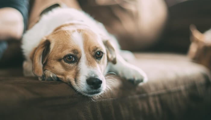 perro tranquilo acostado en el sofá