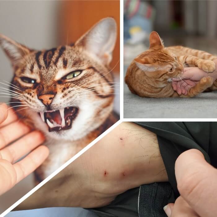 hombre con mordida de gato en antebrazo 