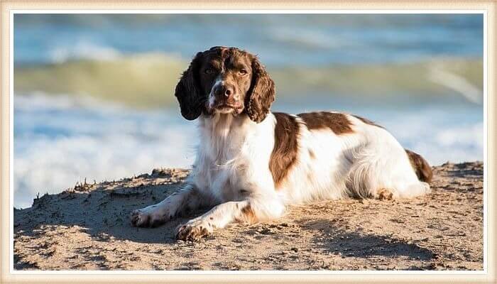 hermoso springer spaniel echado sobre el terreno