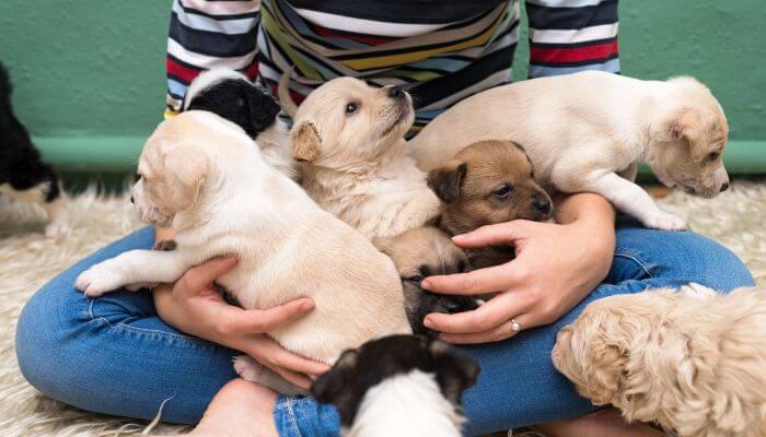 mujer jugando con cachorros en el suelo