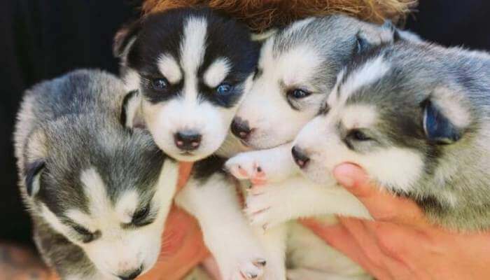 camada de cachorros husly siberiano