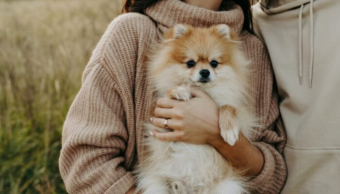 pomerania en brazos de su duena