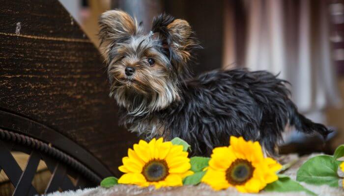 hermoso yorkshire terrier azul y dorado