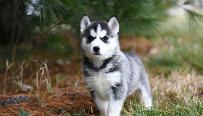 cachorro husky caminando libre