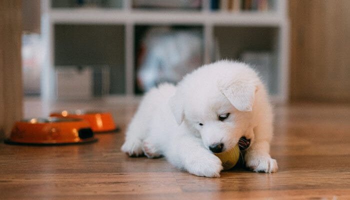 perro blanco peludo mordiendo pelota