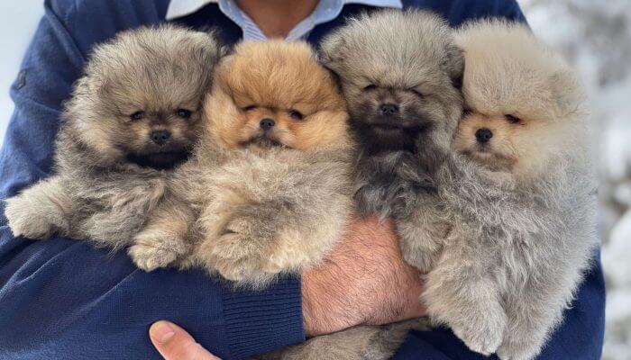 criador sosteniendo cachorros pomerania