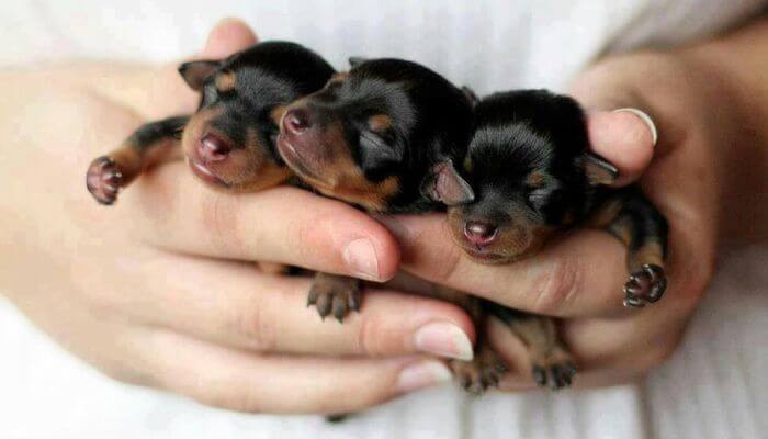 cachorritos rottweiler recien nacidos