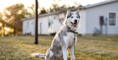 hermoso husky siberiano en patio