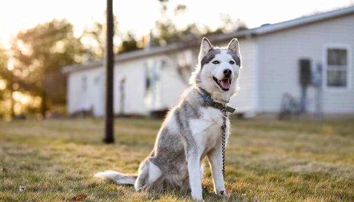 hermoso husky siberiano en patio