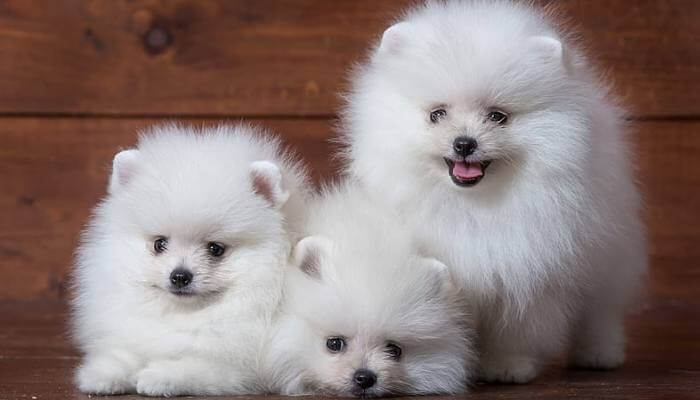 hermosos pomeranias blancos 