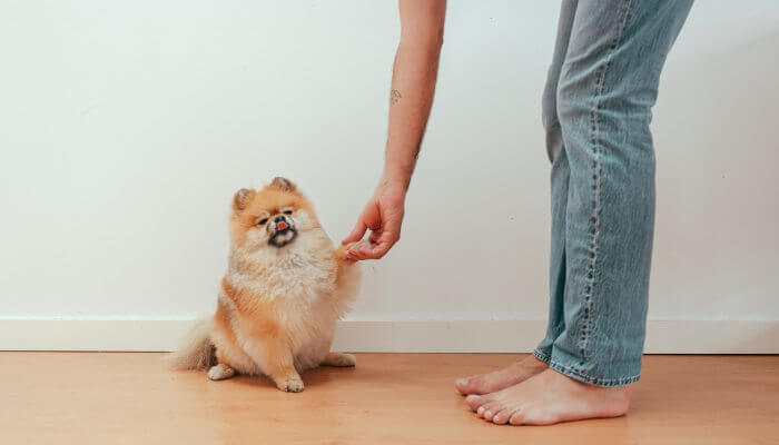 pomerania dando la pata a su dueno