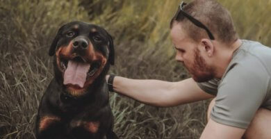 rottweiler entre la hierba con su dueno