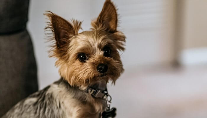 yorkshire terrier con collar