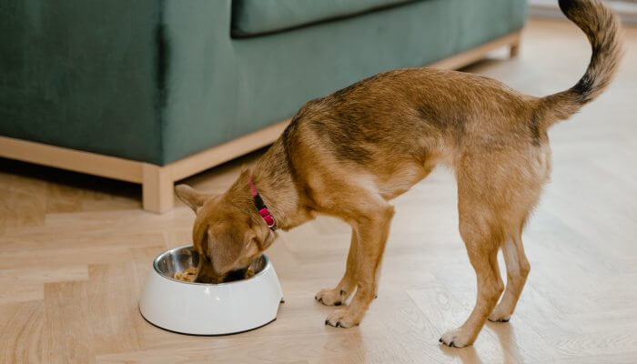 perro comiendo en su bowl blanco
