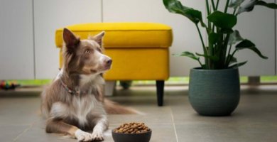 perro echado frente a su comida