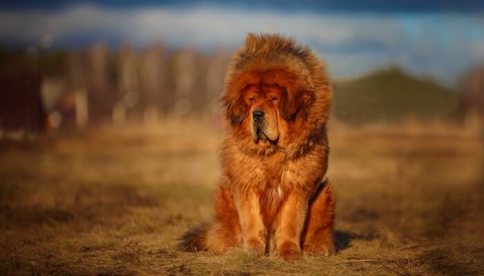 impresionante mastin tibetano leonado