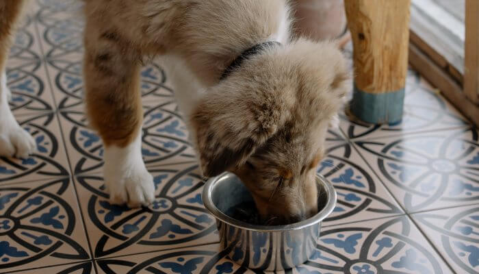 perro comiendo pienso en bowl de aluminio