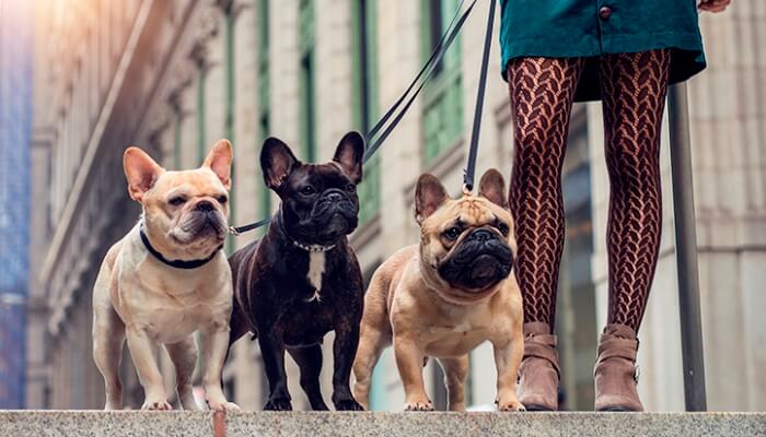 trio de bulldog frances de paseo