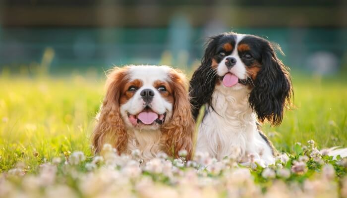 cavalier king charles spaniels entre vegetacion