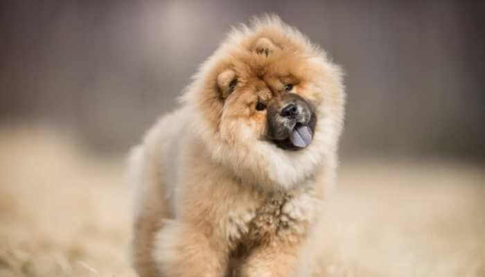 cachorro chow chow de color crema