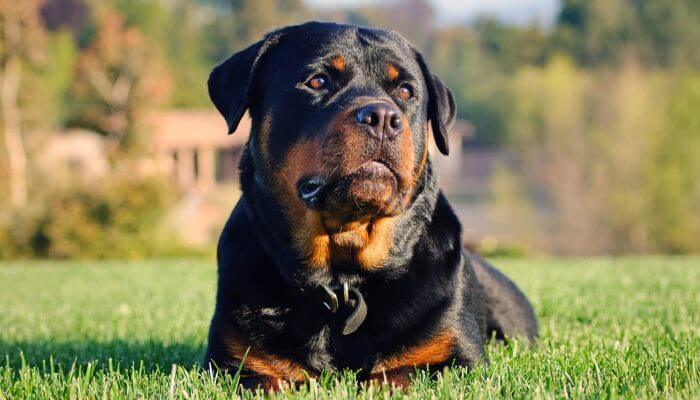 rottweiler echado con mirada fija