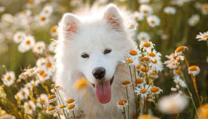 hermoso samoyedo con lengua afuera