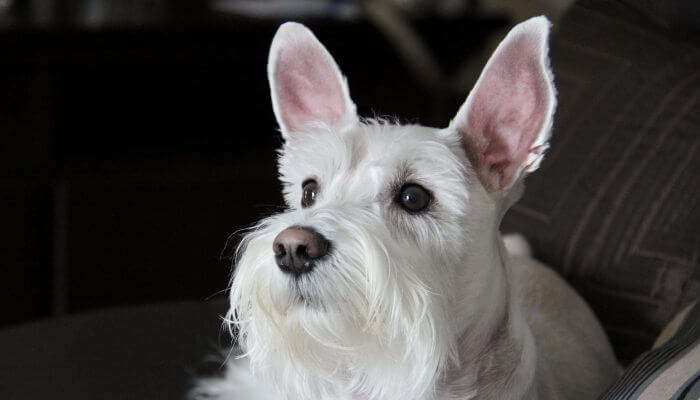 hermoso schnauzer miniatura blanco