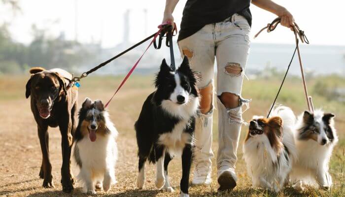 mujer paseando perros al aire libre