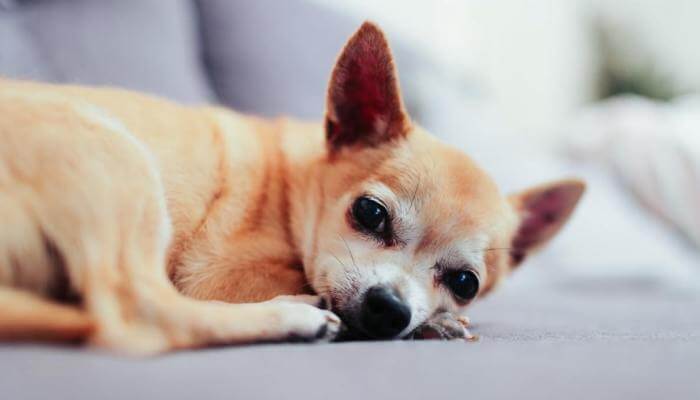 perro chihuahua echado en el suelo