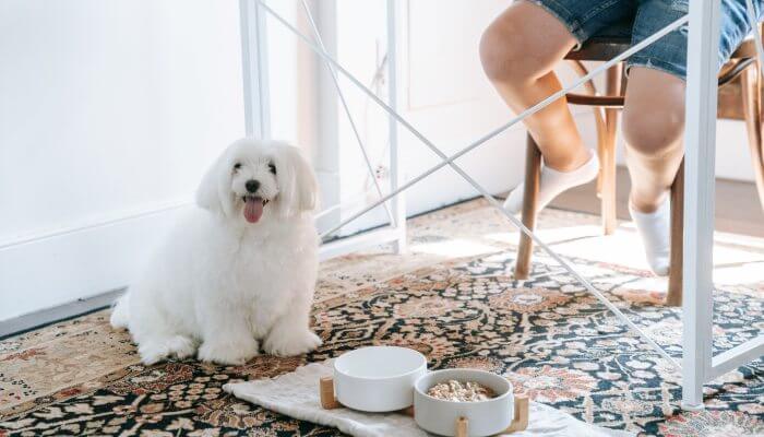 perrito peludo blanco frente a su tazon de comida