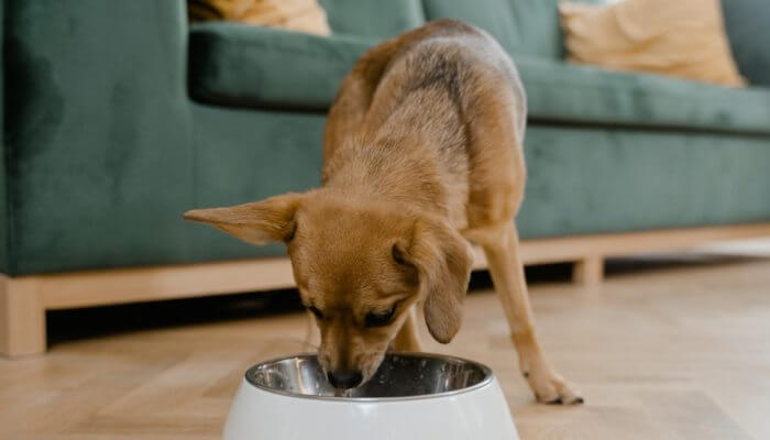 perrito viejo comiendo de su tazon