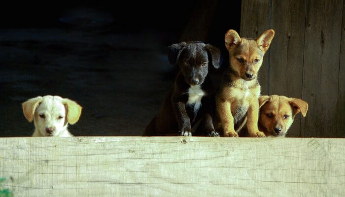 cachorros asomando sobre barrera de madera