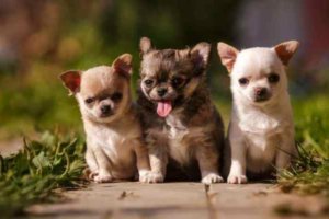 cachorros de raza chihuahua