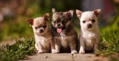 cachorros de raza chihuahua