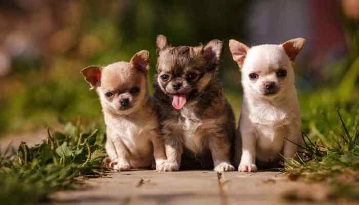 cachorros de raza chihuahua