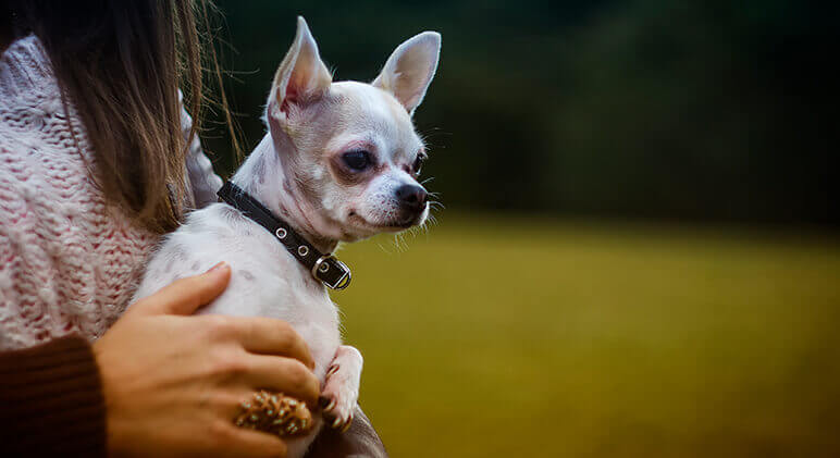 chihuahua con collar en brazos de su duena