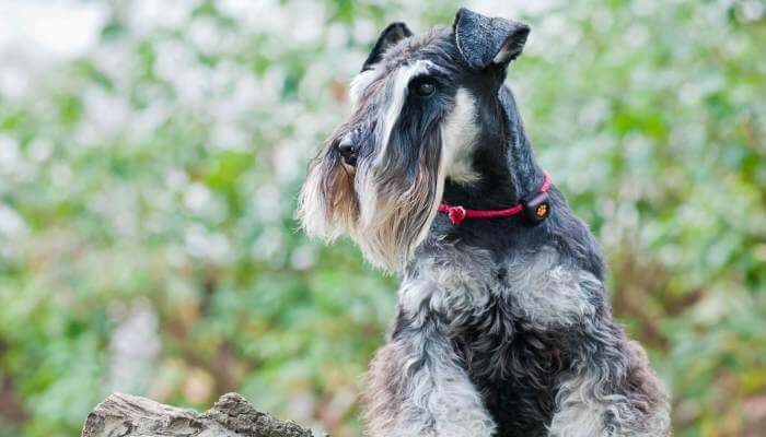 schnauzer sal y pimienta con barba larga