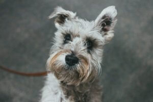 schnauzer mini atado con correa