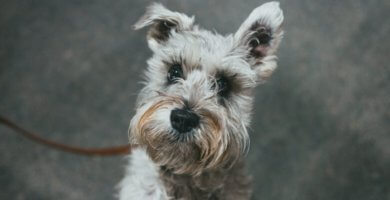 schnauzer mini atado con correa